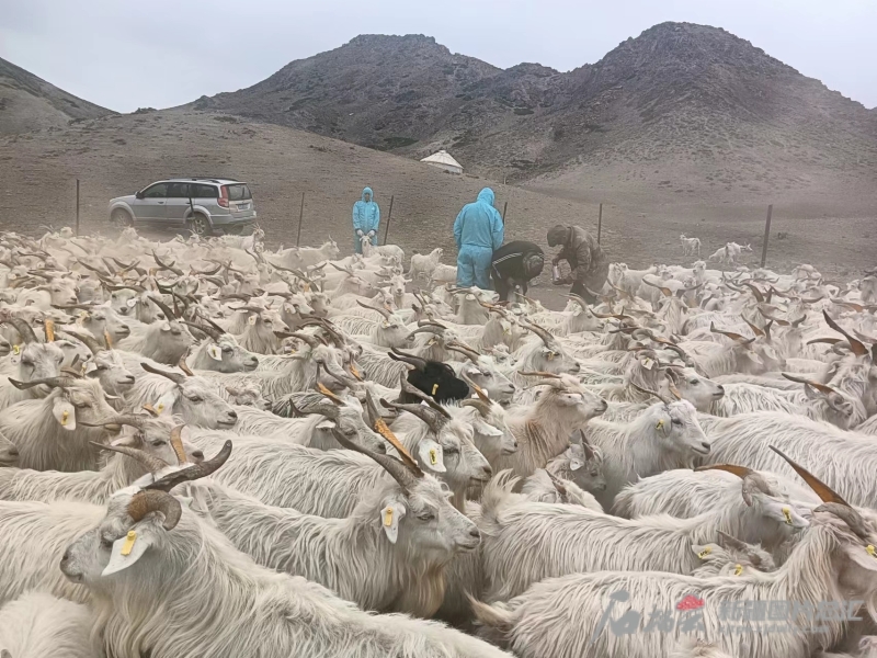 在新疆和布克賽爾絨山羊科技小院內,防疫人員正在給絨山羊打疫苗。(資料圖)